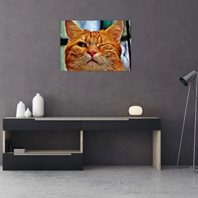 Obraz žmurkajúce mačky (70x50 cm)