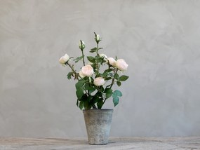 Dekorácie umelá ružová ruža v kvetináči Old - 44 cm