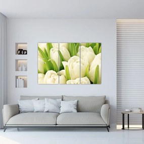Detail tulipánov - obraz