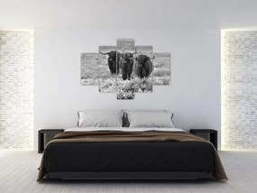 Obraz - Škótske kravy (150x105 cm)