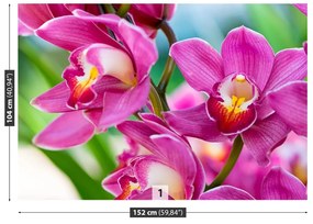 Fototapeta Vliesová Ružové orchidey 104x70 cm