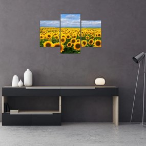 Obraz slnečnicového poľa (90x60 cm)