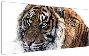 Obraz tigra (120x50 cm)