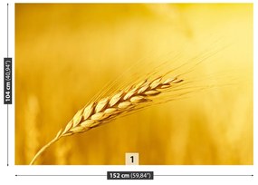 Fototapeta Vliesová Klas pšenice 208x146 cm