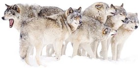 Fotografia Timber wolf family, Jim Cumming, (40 x 26.7 cm)