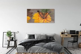 Obraz na akrylátovom skle Farebný motýľ kvetina 125x50 cm