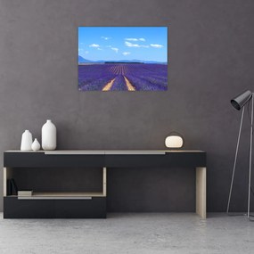Obraz - Levanduľové pole (70x50 cm)