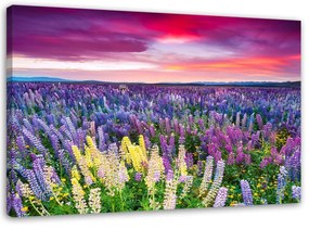 Obraz na plátně Levandulová pole Příroda - 100x70 cm