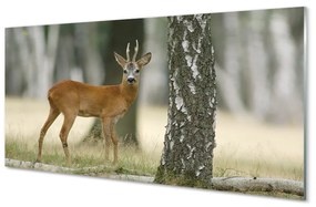 Obraz na akrylátovom skle Jeleň lesný 125x50 cm