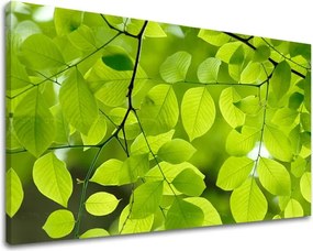 Obraz na stenu RASTLINY RA016E11