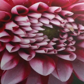 Obraz ružovej Dahlie (90x60 cm)