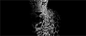 Obraz - Portrét leoparda (120x50 cm)