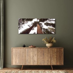 Obraz - Pohľad skrz koruny stromov (120x50 cm)
