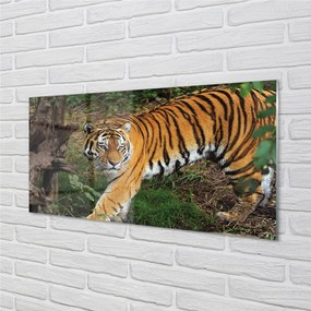 Obraz na akrylátovom skle Tiger woods 140x70 cm