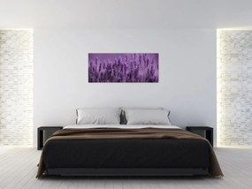 Obraz - Levanduľa (120x50 cm)