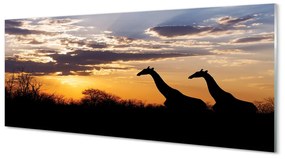 Obraz plexi Žirafy strom mraky 120x60 cm
