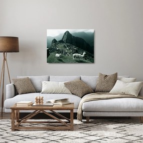 Sklenený obraz - Lamy na Machu Picchu v Peru (70x50 cm)