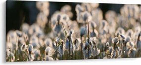 Obraz - Biely páperník (120x50 cm)