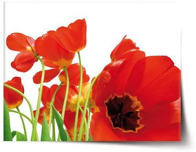 Sablio Plagát Tulipány - 60x40 cm