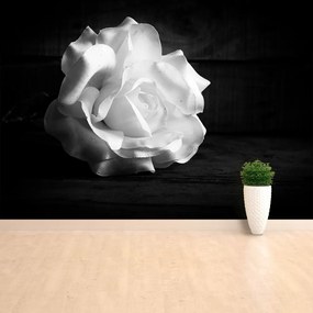 Fototapeta Vliesová Biela ruža 208x146 cm