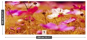 Fototapeta Vliesová Kozmos kvetina 152x104 cm