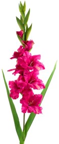 Dekoratívna kvetina 93 cm, s kvetmi 40 cm, kvet 8 cm, purpurová