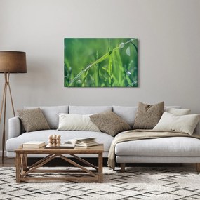 Obraz kvapiek rosy (90x60 cm)