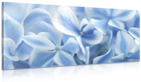 Obraz modro-biele kvety hortenzie