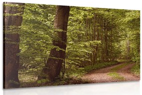 Obraz zelený les