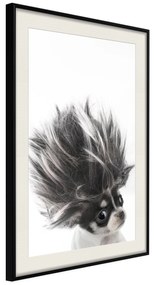 Artgeist Plagát - Chihuahua [Poster] Veľkosť: 30x45, Verzia: Čierny rám s passe-partout