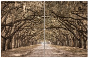 Obraz na plátne - Historické dubové stromy lemované poľnou cestou 1239FE (120x80 cm)