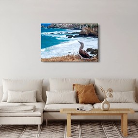 Obraz - Sula modronohá (90x60 cm)