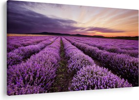 Obraz - Levanduľové pole pri západe slnka (90x60 cm)