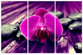 Obraz orchidey