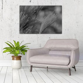 Obraz - Sušená pampová tráva (90x60 cm)