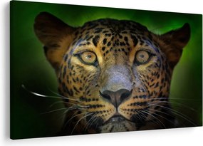 Obraz - Portrét leoparda, Sri Lanka (90x60 cm)