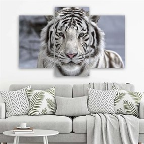 Gario Obraz na plátne Biely tiger v zime - 3 dielny Rozmery: 150 x 100 cm