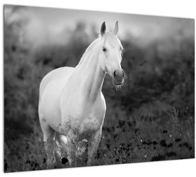 Sklenený obraz bieleho koňa na lúke, čiernobiela (70x50 cm)