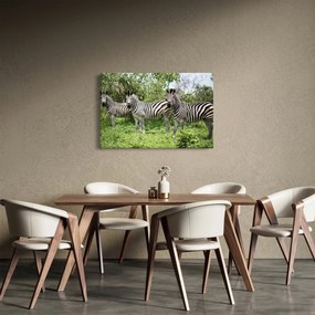 Obraz so zebrami (90x60 cm)