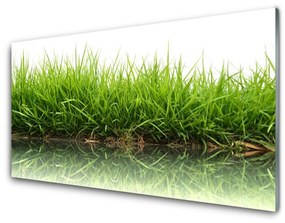 Obraz na skle Tráva voda príroda rastlina 100x50 cm