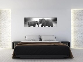 Obraz - slony