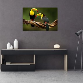 Obraz sediacich tukanov, Costa Rica (90x60 cm)