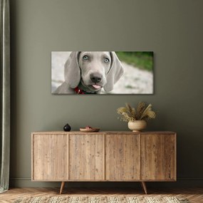 Obraz - šteňa weimarský stavač (120x50 cm)