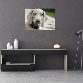 Sklenený obraz - šteňa weimarský stavač (70x50 cm)