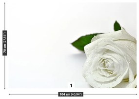 Fototapeta Vliesová Biela ruža 312x219 cm