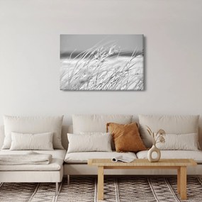 Obraz - Plážová tráva (90x60 cm)