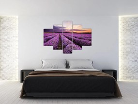 Obraz - Levanduľové pole pri západe slnka (150x105 cm)