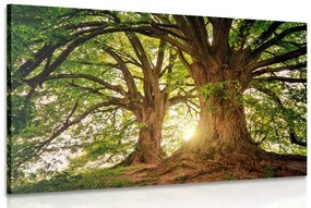 Obraz majestátne stromy Varianta: 60x40