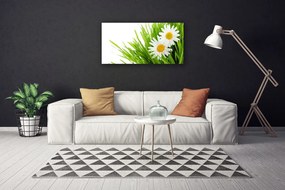 Obraz Canvas Sedmokráska kvet príroda 140x70 cm