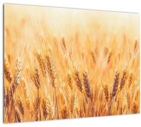 Sklenený obraz - pole s obilím (70x50 cm)